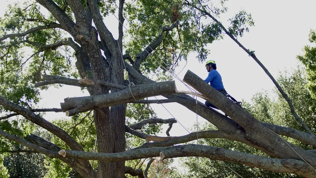 Professional Crown Thinning performed by certified arborists in Robinsonville