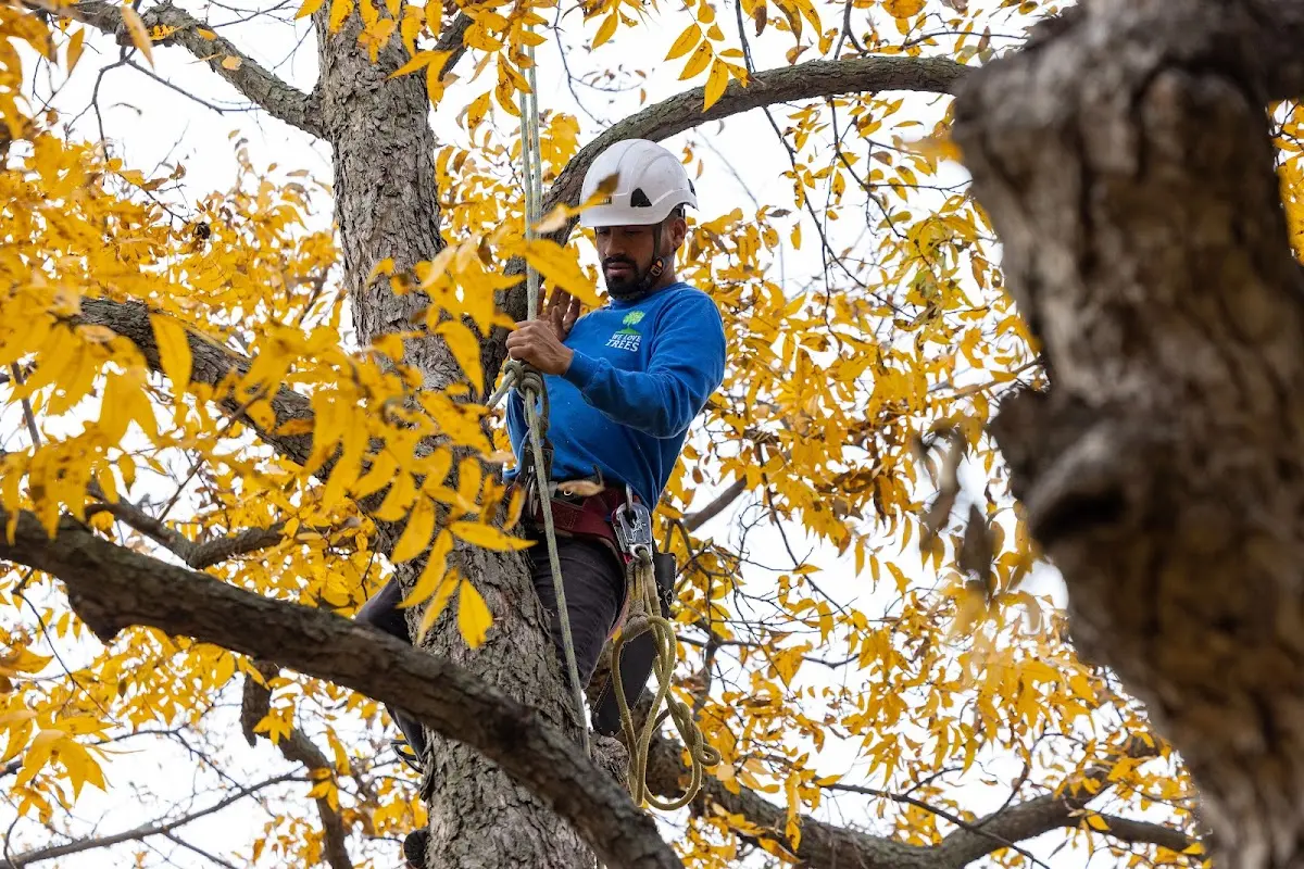 Skilled Tree Pruning crew working in Robinsonville